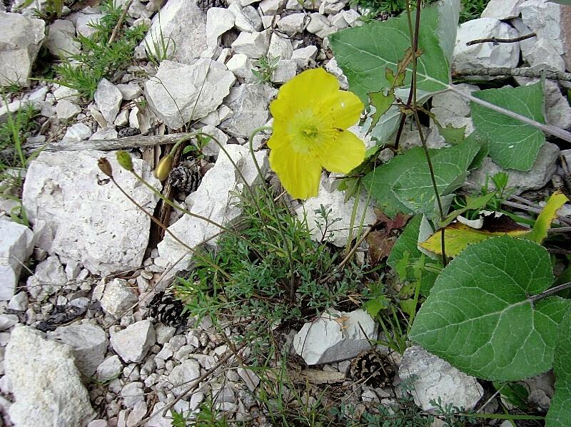 Papaver alpinum / Papavero alpino